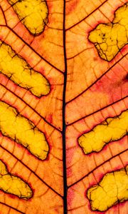 Preview wallpaper leaf, veins, light, macro