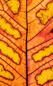Preview wallpaper leaf, veins, light, macro