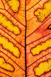Preview wallpaper leaf, veins, light, macro