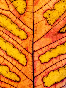 Preview wallpaper leaf, veins, light, macro