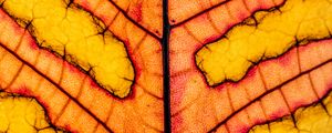 Preview wallpaper leaf, veins, light, macro