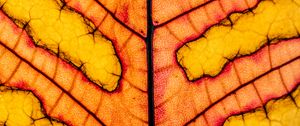 Preview wallpaper leaf, veins, light, macro