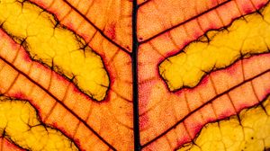 Preview wallpaper leaf, veins, light, macro