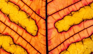 Preview wallpaper leaf, veins, light, macro