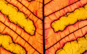 Preview wallpaper leaf, veins, light, macro