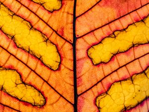 Preview wallpaper leaf, veins, light, macro