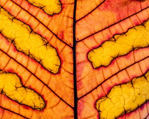 Preview wallpaper leaf, veins, light, macro