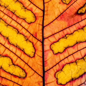 Preview wallpaper leaf, veins, light, macro