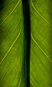 Preview wallpaper leaf, veins, lines, macro, green
