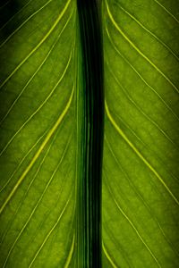 Preview wallpaper leaf, veins, lines, macro, green