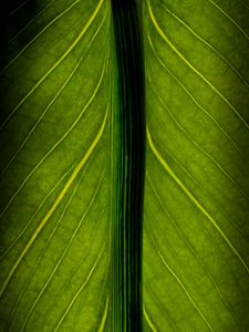 Preview wallpaper leaf, veins, lines, macro, green