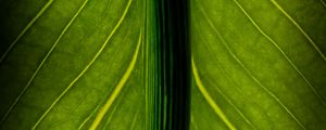 Preview wallpaper leaf, veins, lines, macro, green