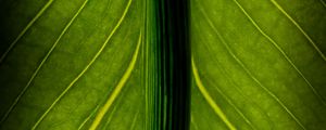 Preview wallpaper leaf, veins, lines, macro, green