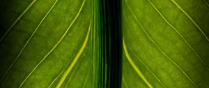 Preview wallpaper leaf, veins, lines, macro, green