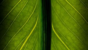 Preview wallpaper leaf, veins, lines, macro, green
