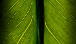 Preview wallpaper leaf, veins, lines, macro, green