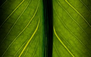 Preview wallpaper leaf, veins, lines, macro, green