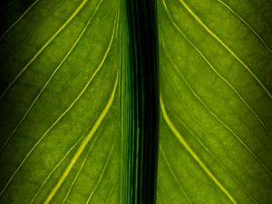 Preview wallpaper leaf, veins, lines, macro, green