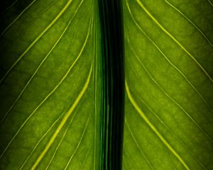 Preview wallpaper leaf, veins, lines, macro, green