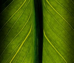 Preview wallpaper leaf, veins, lines, macro, green