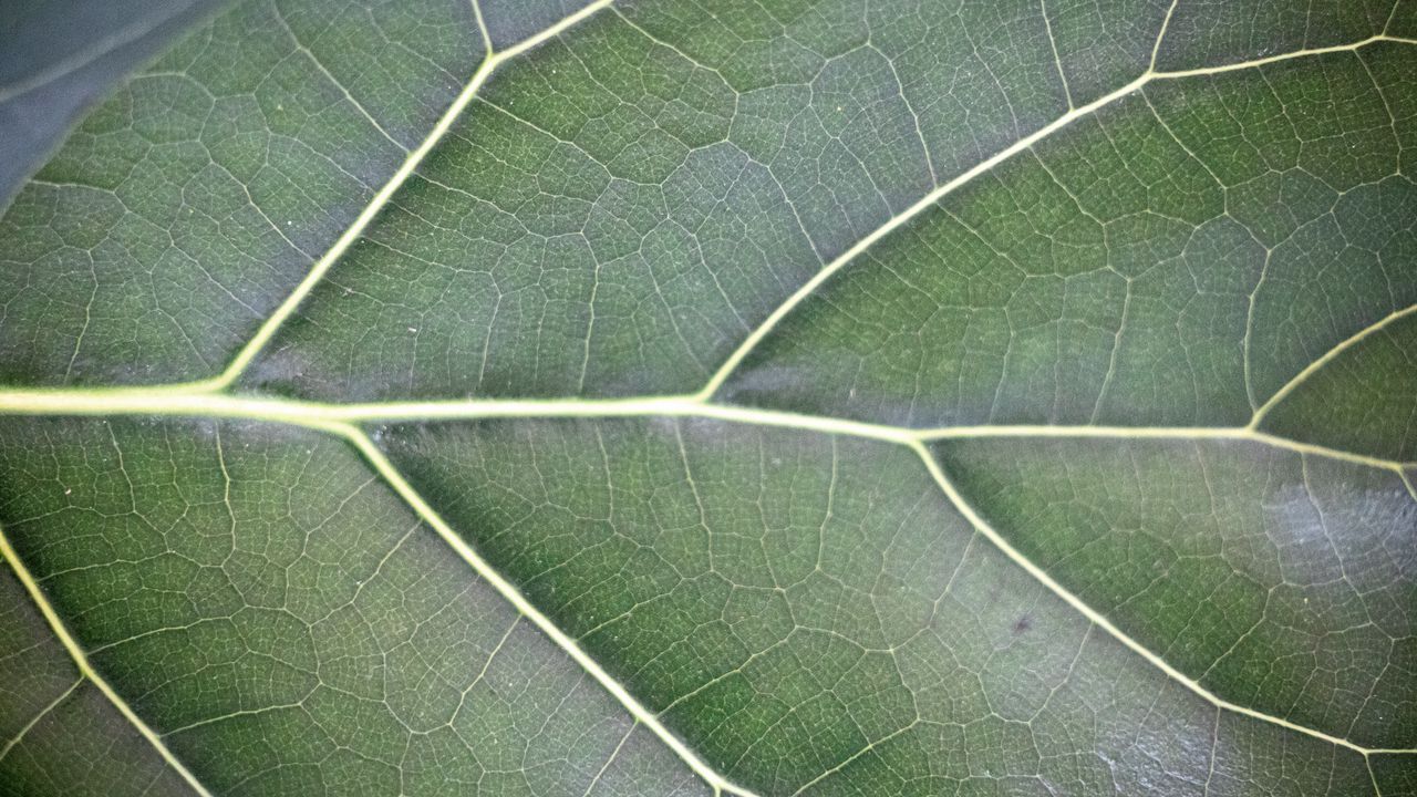Wallpaper leaf, veins, lines, green, macro