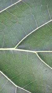 Preview wallpaper leaf, veins, lines, green, macro