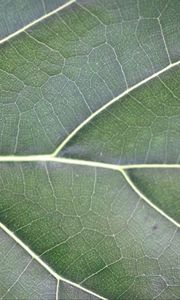 Preview wallpaper leaf, veins, lines, green, macro