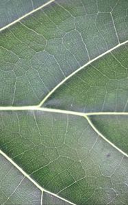 Preview wallpaper leaf, veins, lines, green, macro