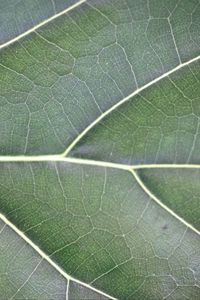 Preview wallpaper leaf, veins, lines, green, macro