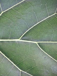 Preview wallpaper leaf, veins, lines, green, macro