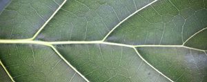 Preview wallpaper leaf, veins, lines, green, macro