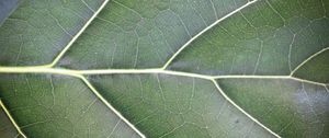 Preview wallpaper leaf, veins, lines, green, macro