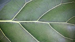 Preview wallpaper leaf, veins, lines, green, macro