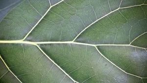 Preview wallpaper leaf, veins, lines, green, macro