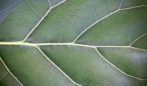 Preview wallpaper leaf, veins, lines, green, macro