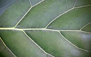 Preview wallpaper leaf, veins, lines, green, macro