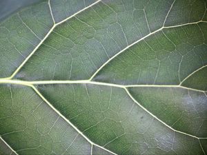 Preview wallpaper leaf, veins, lines, green, macro