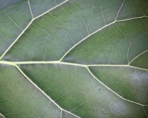 Preview wallpaper leaf, veins, lines, green, macro
