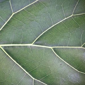 Preview wallpaper leaf, veins, lines, green, macro