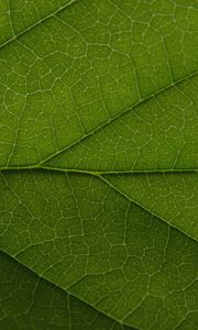 Preview wallpaper leaf, veins, lines, macro, green, greenery