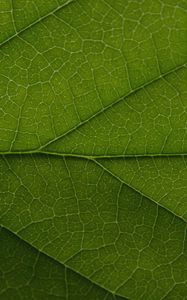 Preview wallpaper leaf, veins, lines, macro, green, greenery