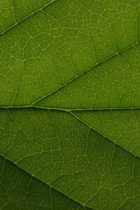 Preview wallpaper leaf, veins, lines, macro, green, greenery