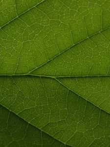 Preview wallpaper leaf, veins, lines, macro, green, greenery