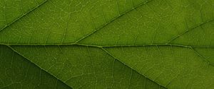 Preview wallpaper leaf, veins, lines, macro, green, greenery