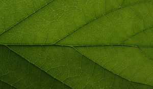 Preview wallpaper leaf, veins, lines, macro, green, greenery