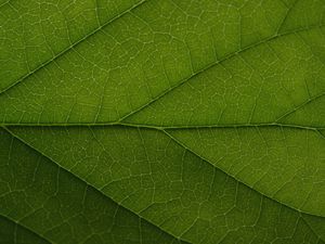 Preview wallpaper leaf, veins, lines, macro, green, greenery