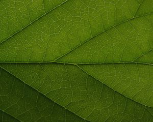 Preview wallpaper leaf, veins, lines, macro, green, greenery