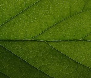 Preview wallpaper leaf, veins, lines, macro, green, greenery