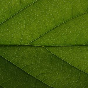 Preview wallpaper leaf, veins, lines, macro, green, greenery