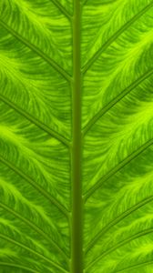 Preview wallpaper leaf, veins, macro, closeup, green